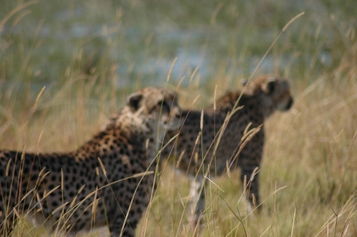 Cheetah out of focus 